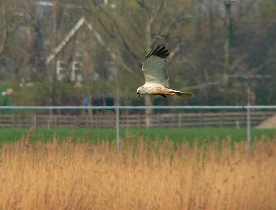 Bruinekiekendief040405